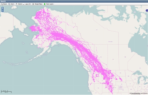 Map of Alaska and northern North America showing pink dots and lines to illustrate the movements of Golden Eagles. The lines go from Alaska all the way south into New Mexico.