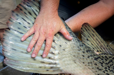 big fish tail with a man's hand on it