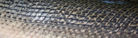 close up of alligator gar scales