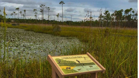 Interpretive sign with marsh in background