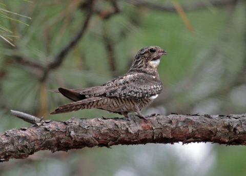 A common nighthawk sitting on a tree branch.