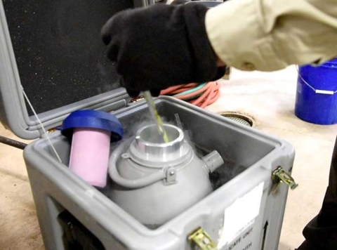 A hatchery biologist pulls a glass vial from a gray liquid nitrogen storage tank.