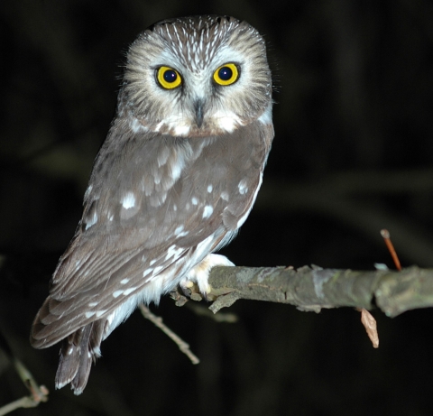 Northern saw whet owl perched on branch