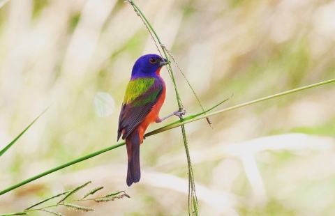 Painted Bunting sitting on a stalk of thick grass in bright sunlight.