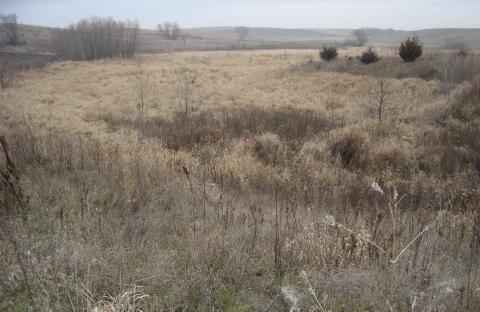 A shallow wetland is completely filled in with grasses before it is restored.