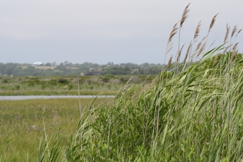 Tall marsh grasses blow in a breeze.