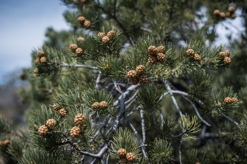 Pinion pines with pinecones on them.