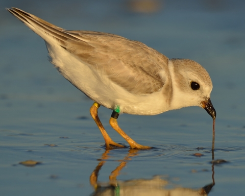 A banded piping plover feeds on invertebrates in the intertidal zone.