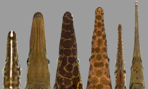different species of gar heads from above