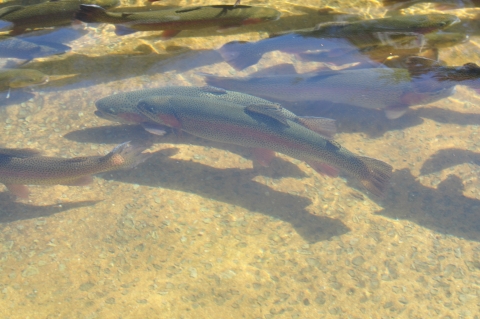 Rainbow trout at Chattahoochee Forest National Fish Hatchery