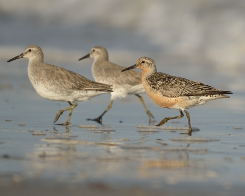 A group of juvenile and adult red knot forage along the shoreline.