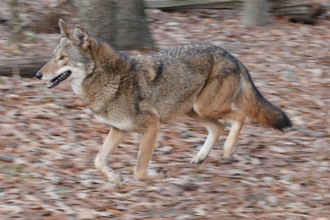 Endangered Red wolf is running in the wolf enclosure at the Sewee Visitor and Environmental Education Center.