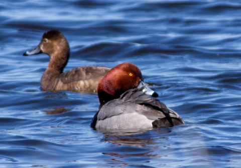 Male and female redhead ducks floating on blue waves of water