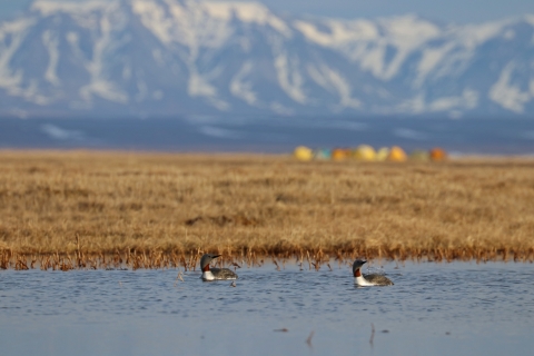Pair of red-throated loons swims in a pond with tents and mountains in background