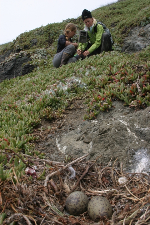 Two researchers conduct predator surveys on nesting seabirds