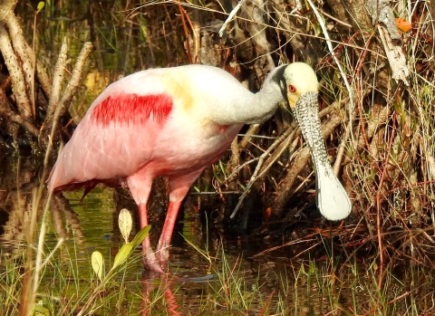 A large pink and white bird with a spoon-shaped bill wades in the marshes.