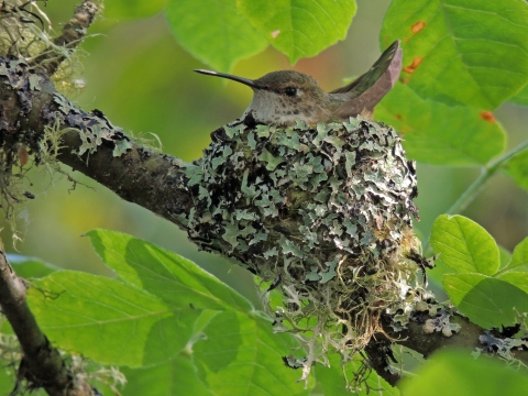 Rufous hummingbird sitting on a nest at Billy Frank Jr. Nisqually Refuge