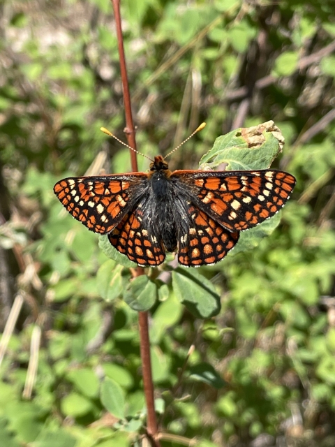Image of a Sacramento mountains checkerspot butterfly
