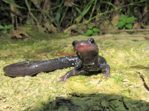 salamander on ground
