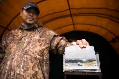 A man holds a measuring tool with salmon smolt in water