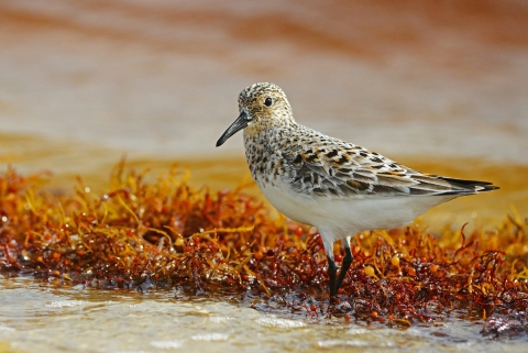 A sandpiper in a tidepool at Bon Secour National Wildlife Refuge