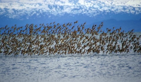 A large flock of birds fly low over a body of water, with an azure blue sky behind them.