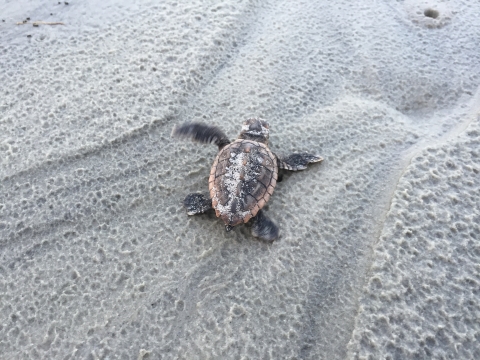 Loggerhead sea turtle hatchling making the treacherous journey from its nest to the sea.