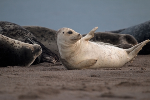 A harbor seal lays on a beach with a flipper up that looks like it is waving