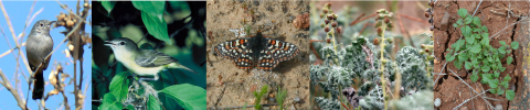 Side-by-side photos of wildlife found at San Diego NWR. From left to right, California gnatcatcher, least Bell's viero, Quino checkerspot butterfly, ambrosia, and thornmint.