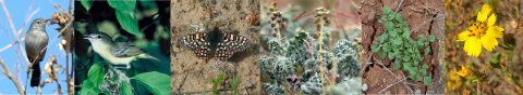Side-by-side photos of wildlife found at San Diego NWR. From left to right, California gnatcatcher, least Bell's viero, Quino checkerspot butterfly, San Diego ambrosia, San Diego thornmint, and San Diego tarplant.