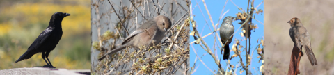 Side-by-side photos of birds. From left to right, American crow, bushtit, California gnatcatcher, and towhee.