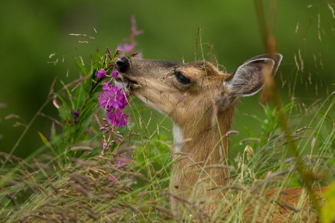 A deer eats a stalk of purple fireweed flowers