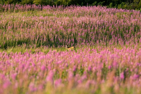 a tiny deer in a large field of pink fireweed