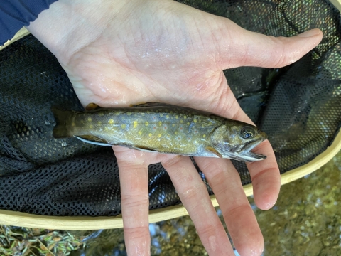 Small brook trout in hand with black net behind