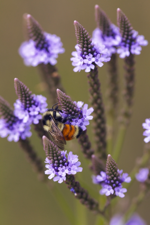 Tri-colored bee on blue vervain.