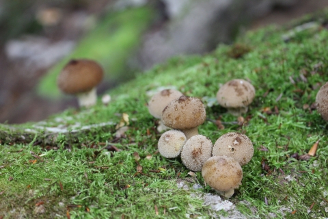 Puffballs growing on a log.