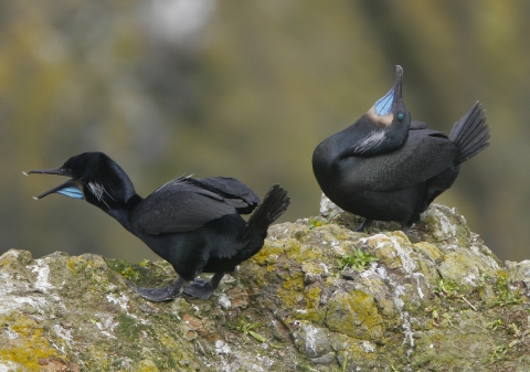A pair of Brandt's Cormorant in breeding display with heads back forward 