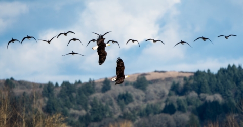 Eagles flying at Ankeny National Wildlife Refuge
