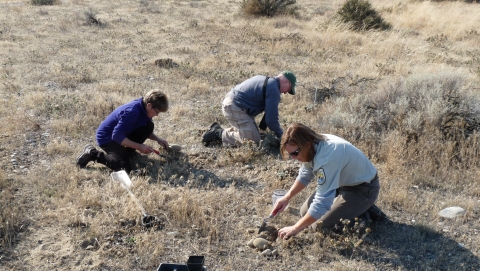volunteers working with refuge staff to plant endangered species