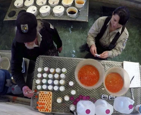 Two hatchery biologists wear waders and stand in a pool of water next to a metal table containing lab equipment and bowls of orange trout eggs.