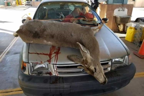 A silver car is shown with a dead deer carcass on the hood.