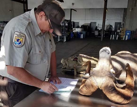 A wildlife inspector stands at a table reading a piece of paper next to a trophy ram.