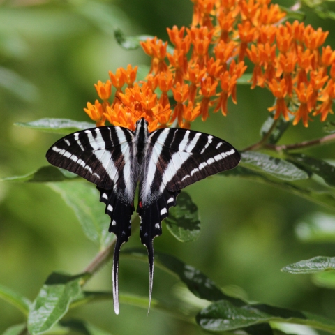 A zebra swallowtail drinking nectar from bright orange butterfly milkweed.