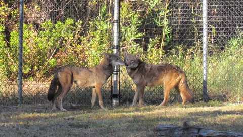 Two Red wolves stand together at the metal fencing surrounding the enclosure. 