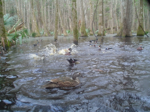 Female and male wood ducks feed and splash in water in a flooded wetland area.