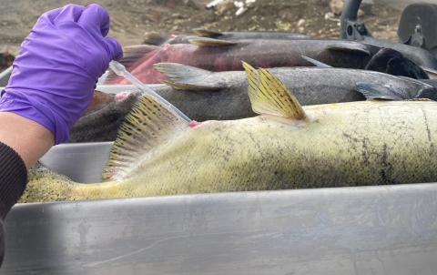 A Pacific Region Fish Health Program Veterinarian Inspects Salmon 