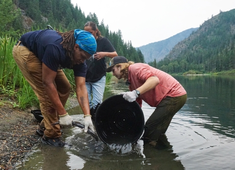 Three people stand partly in a river, emptying lamprey from a container into the water.
