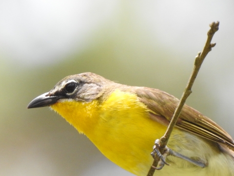 Yellow-breasted Chat 
