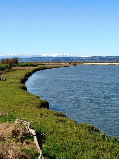 Stillaguamish River estuary