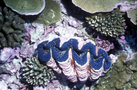 A huge, curvy clam with a pinkish shell with deep blue along the edge of its shell in a coral reef underwater